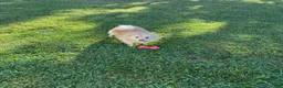 Pomeranian dogs for sale: Pomeranian Puppy 1 - Ad 24