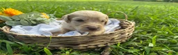 Goldendoodle dogs for sale: Goldendoodle 2 - Ad 3