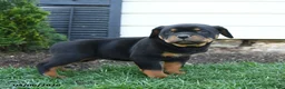 Rottweiler dogs for sale: Crumpet - Ad 4
