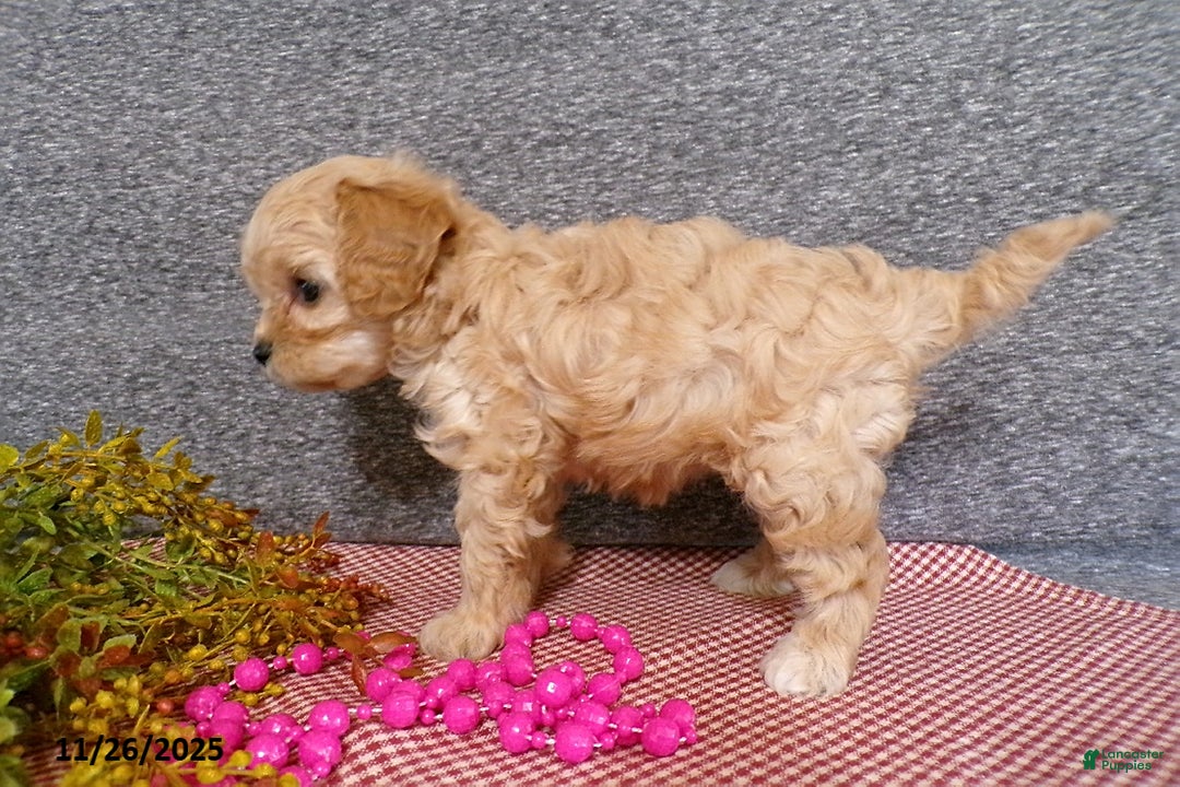 Cavapoo dogs for sale: Polly EXTRA SMALL - Ad 5