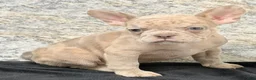 French Bulldog dogs for sale: Ava Female AKC French Bulldog - Ad 6