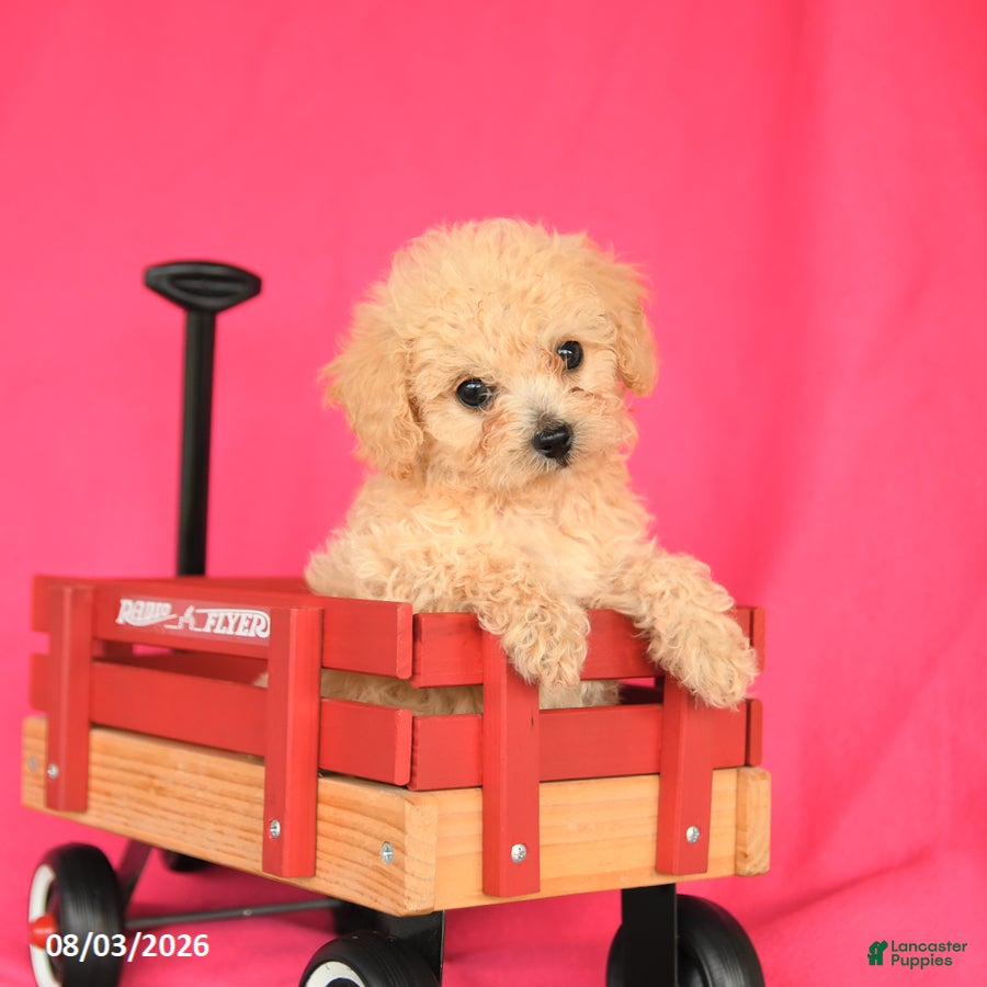 Toy Poodle dogs Theo - Ad 1
