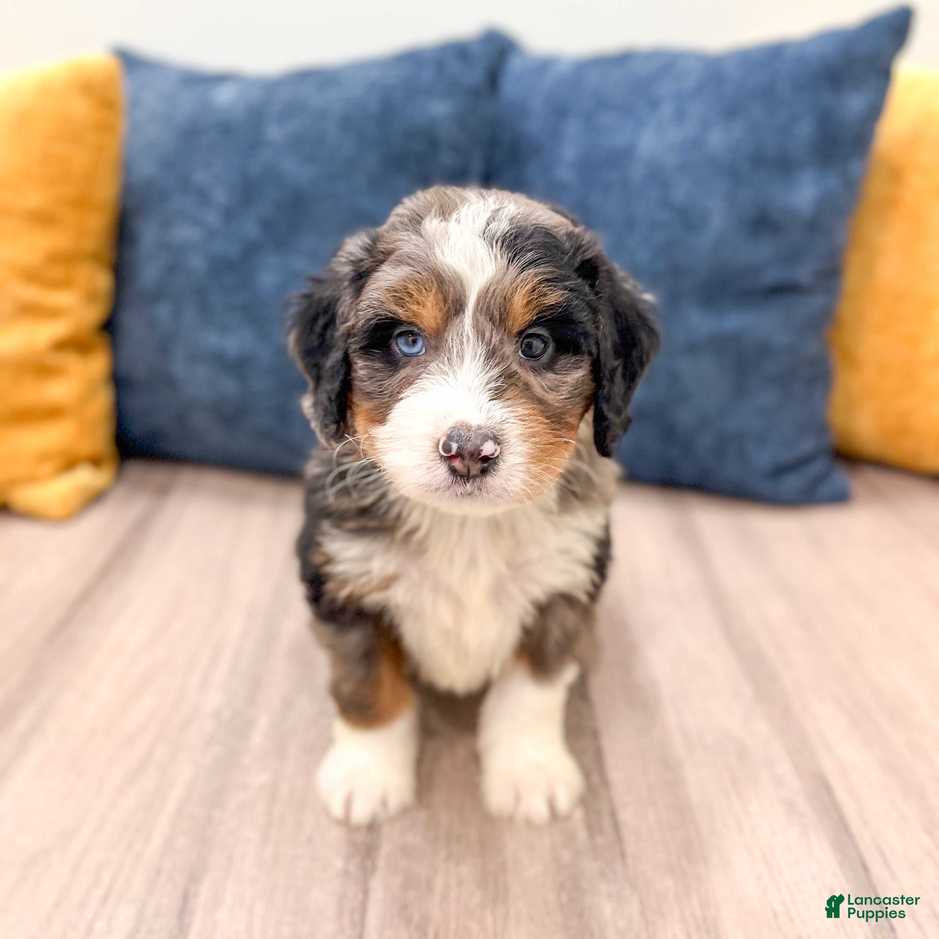 Mini Bernedoodle dogs for sale: Rusty - Ad 1