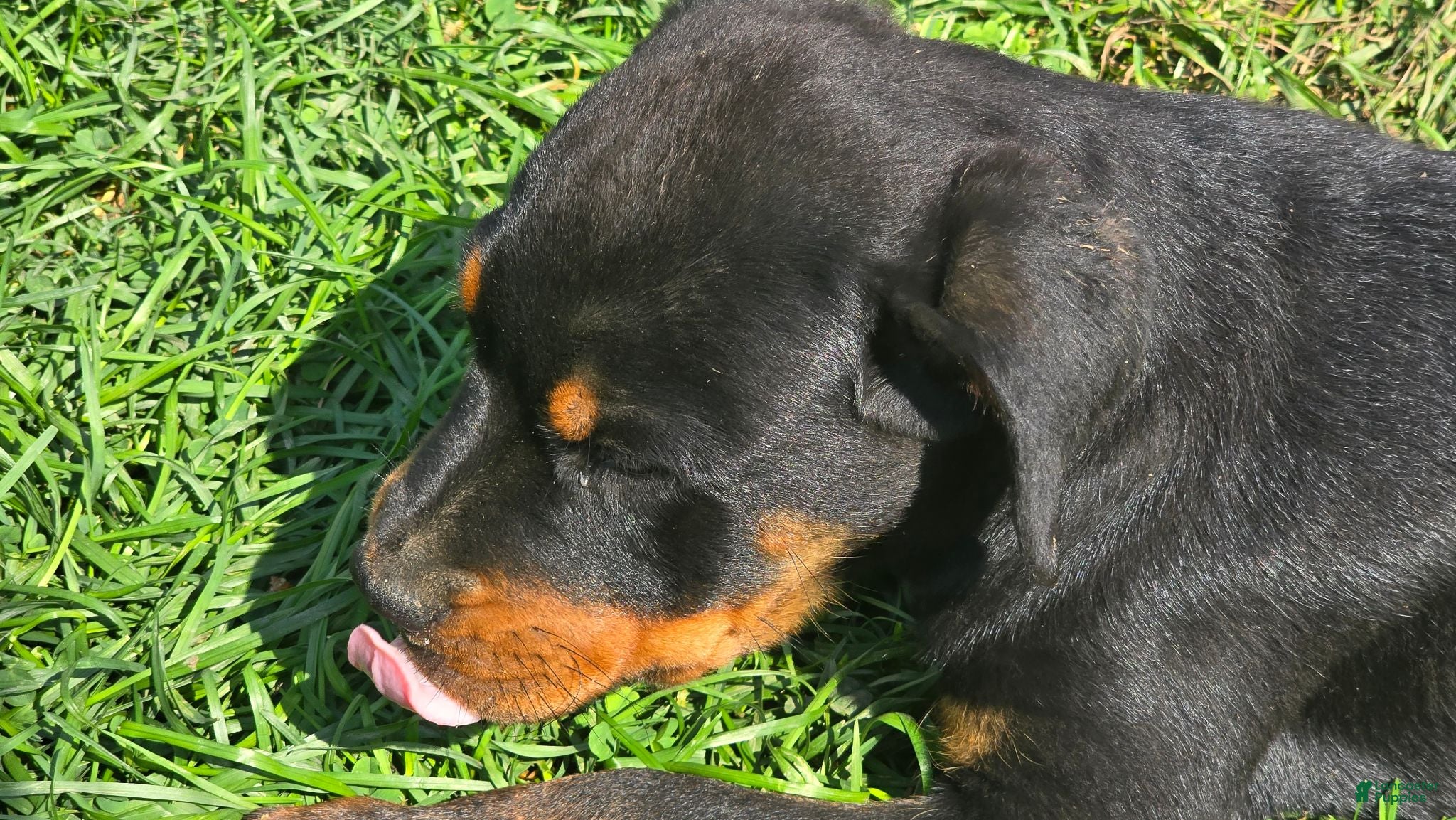 Rottweiler dogs Rottweiler 1 - Ad 30