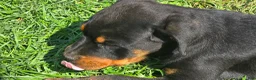 Rottweiler dogs for sale: Rottweiler 1 - Ad 1