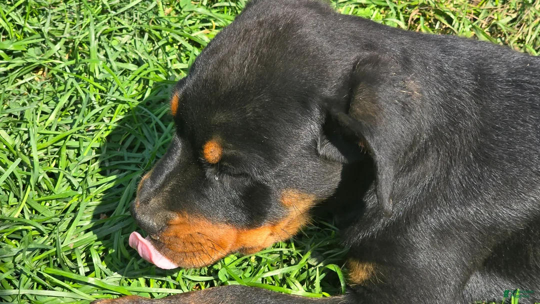 Rottweiler dogs for sale: Rottweiler 1 - Ad 1