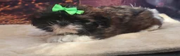 Shih Tzu dogs for sale: Maggie - Ad 3