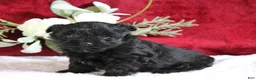 Yorkiepoo dogs for sale: Bentley - Ad 4