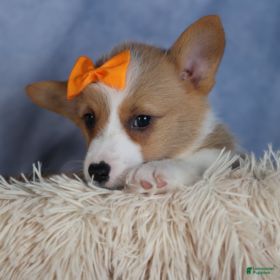 Welsh Corgi Pembroke dogs for sale: Duke - Ad 4
