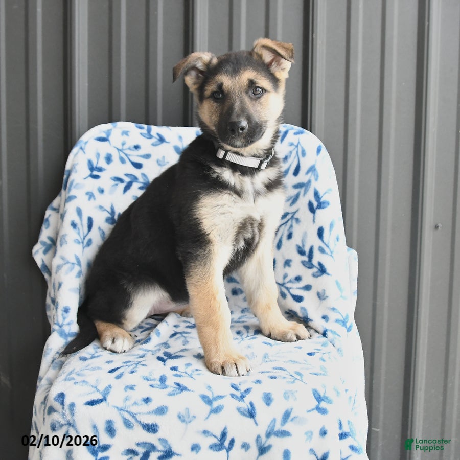 German Shepherd dogs Vera - Ad 30