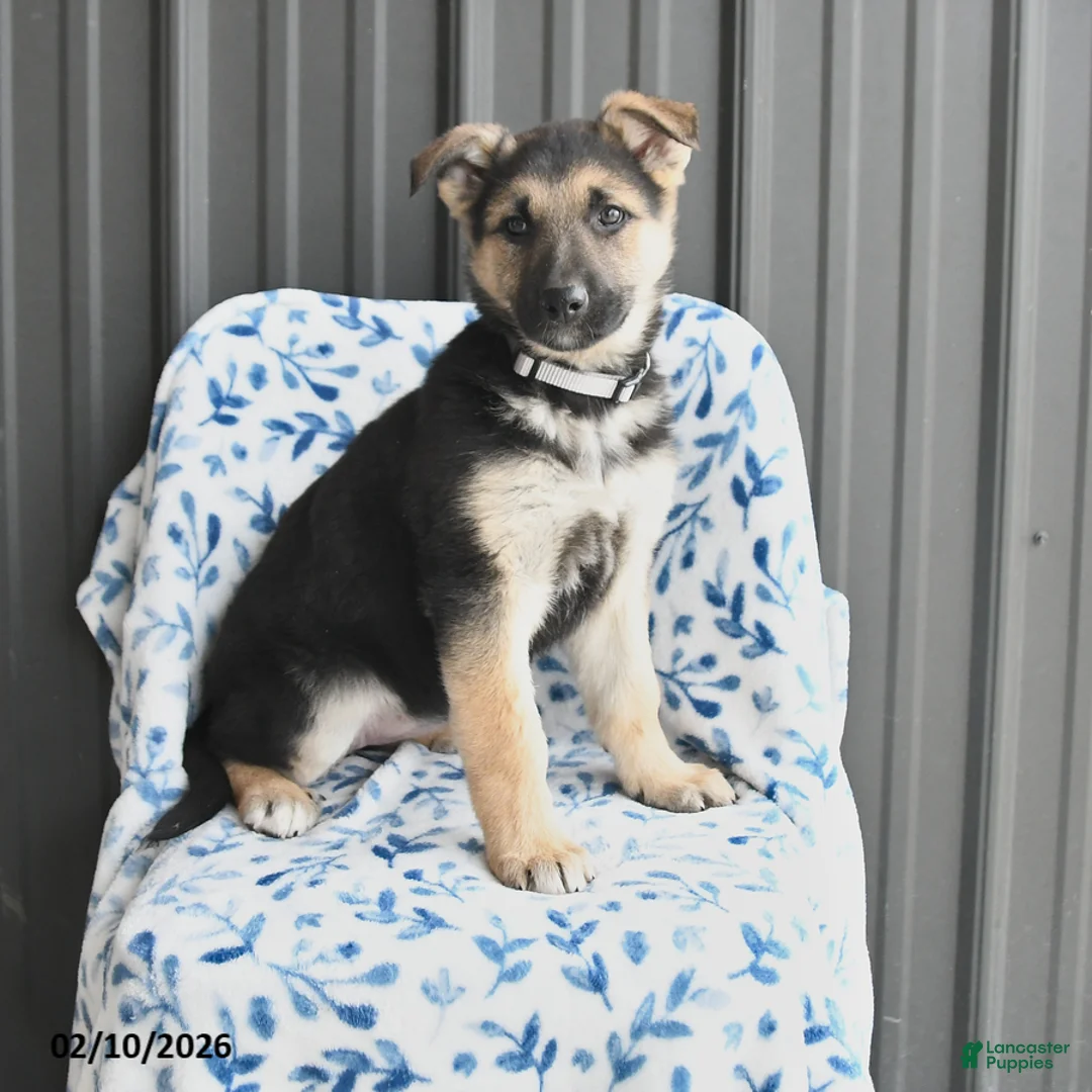 German Shepherd dogs for sale: Vera - Ad 1