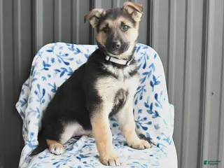 German Shepherd dogs Vera - Ad 30