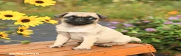 Pug dogs for sale: Nick  - Ad 3