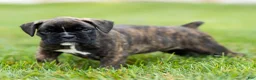 Boxer dogs for sale: Lonnie Boxer Puppy  - Ad 3