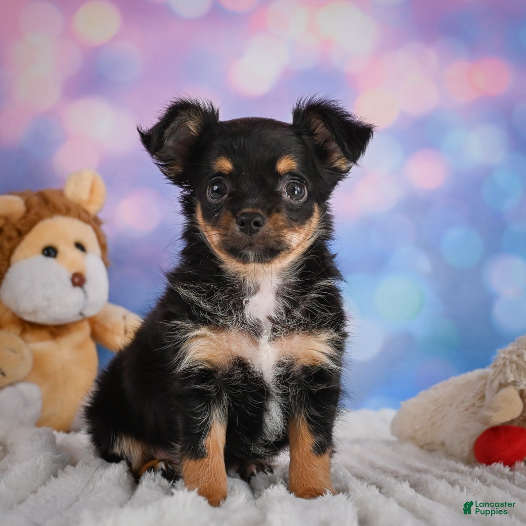 Chihuahua dogs Elvis - Ad 1
