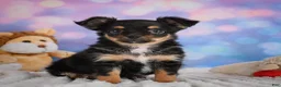 Chihuahua dogs for sale: Elvis - Ad 1