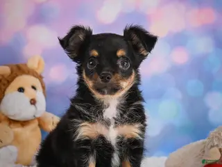 Chihuahua dogs for sale: Elvis - Ad 1