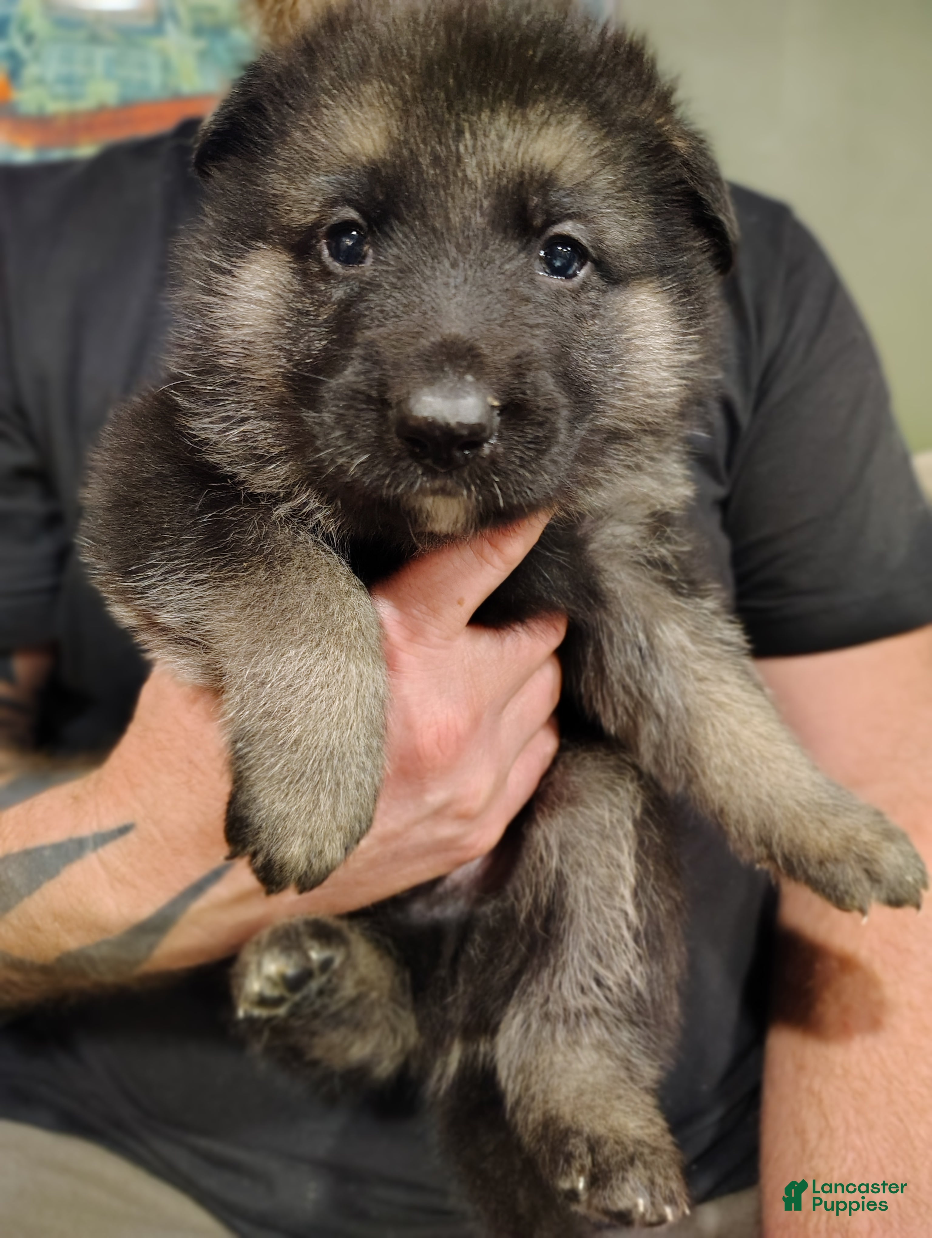 German Shepherd dogs Atlas - Ad 5