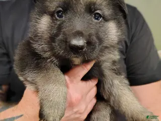 German Shepherd dogs Atlas - Ad 5