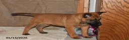 Belgian Malinois dogs for sale: Ivy - Ad 2