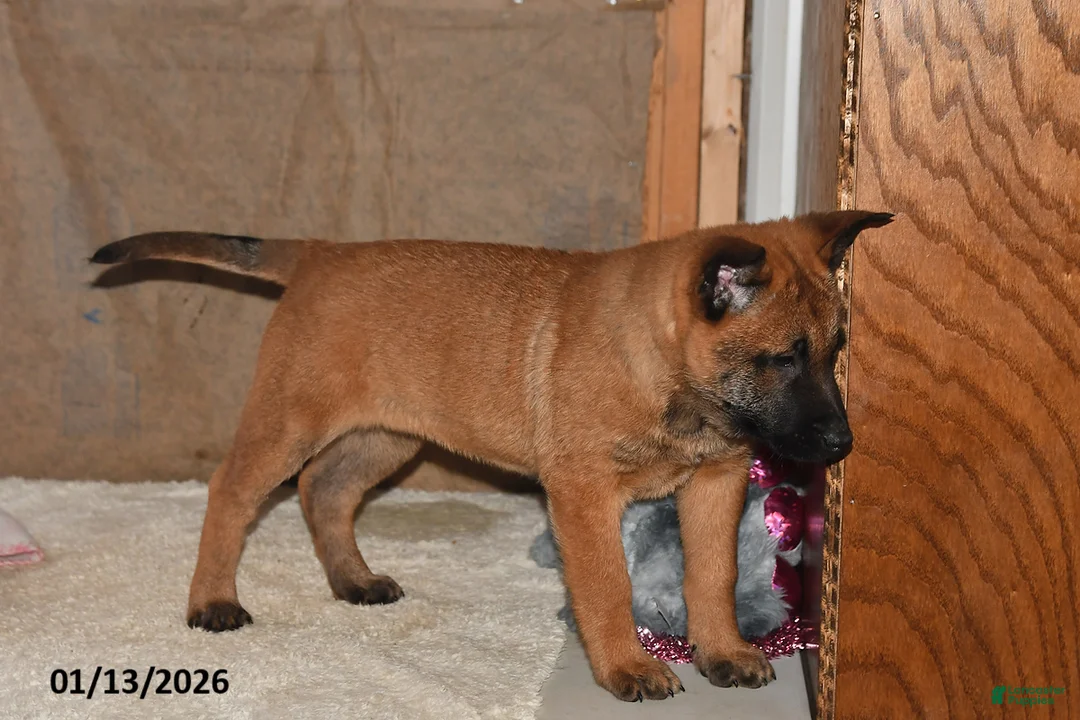 Belgian Malinois dogs for sale: Ivy - Ad 2