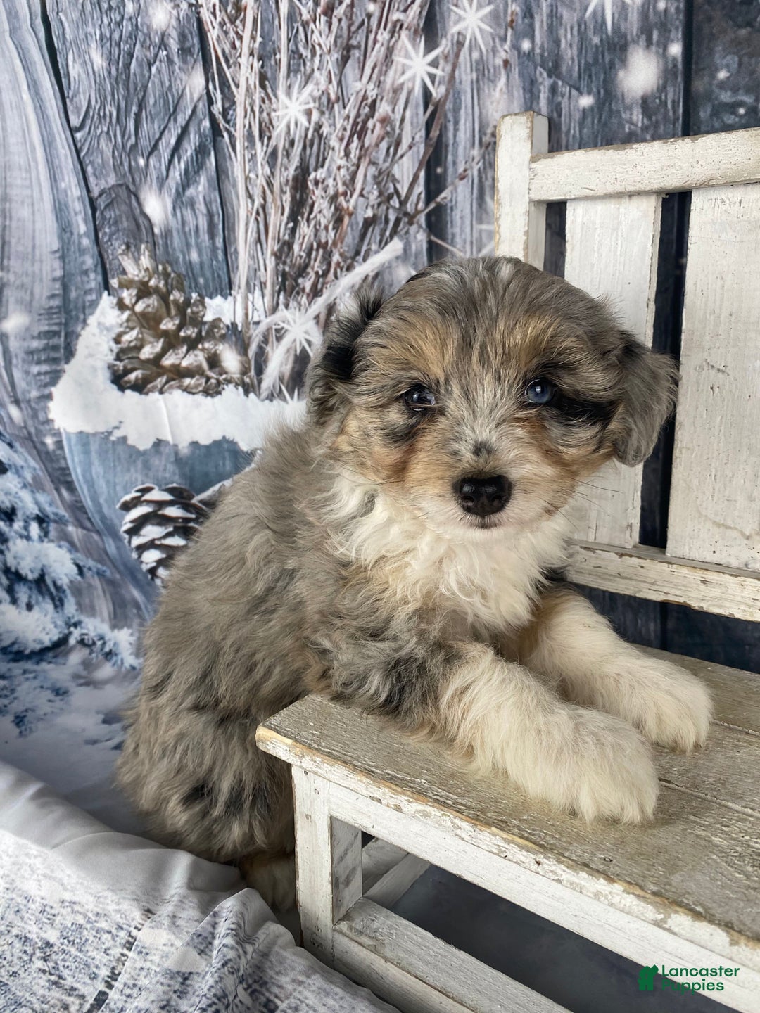 Aussiedoodle dogs for sale: Kora - Ad 3