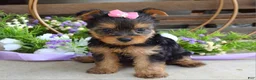 Yorkshire Terrier dogs for sale: Ava - Ad 3
