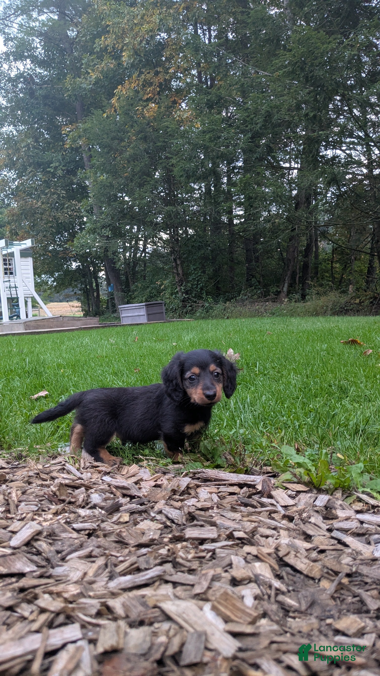 Miniature Dachshund dogs River  - Ad 2