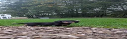 Miniature Dachshund dogs for sale: River  - Ad 2