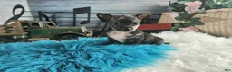 Chihuahua dogs for sale: Mouses black merle - Ad 8