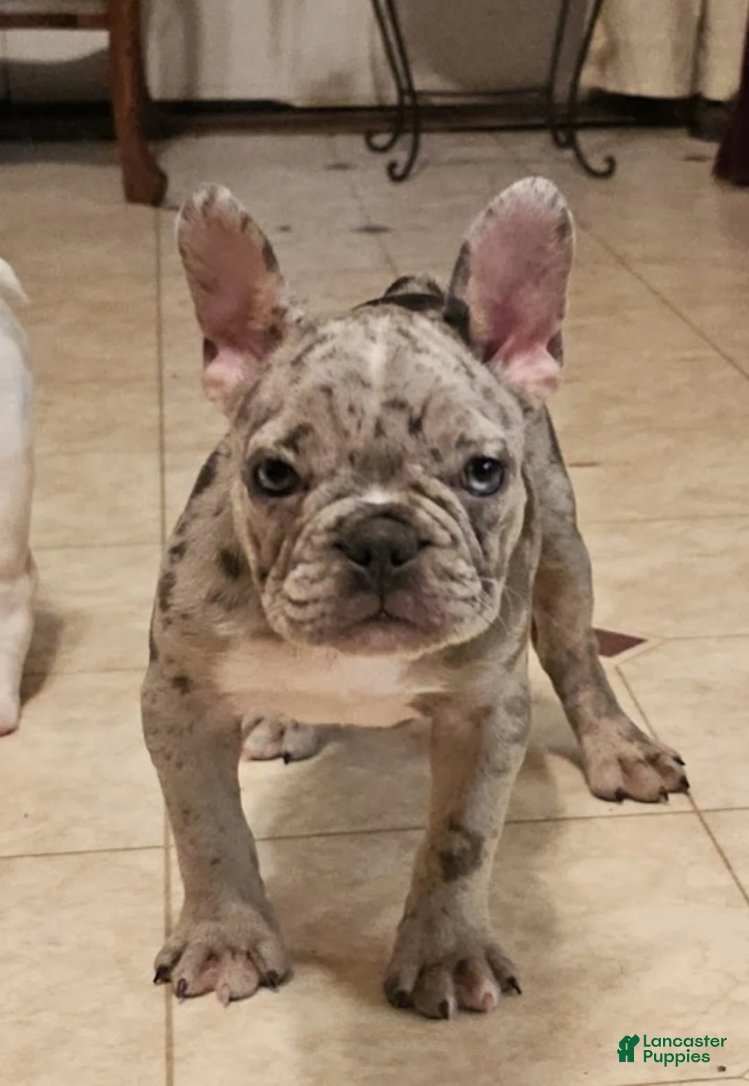 French Bulldog dogs for sale: Titania Blue - Ad 1
