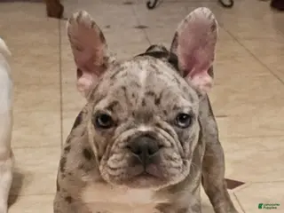 French Bulldog dogs Titania Blue - Ad 16