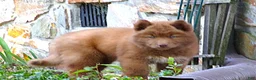 Siberian Husky dogs for sale:  S7 - Ad 2