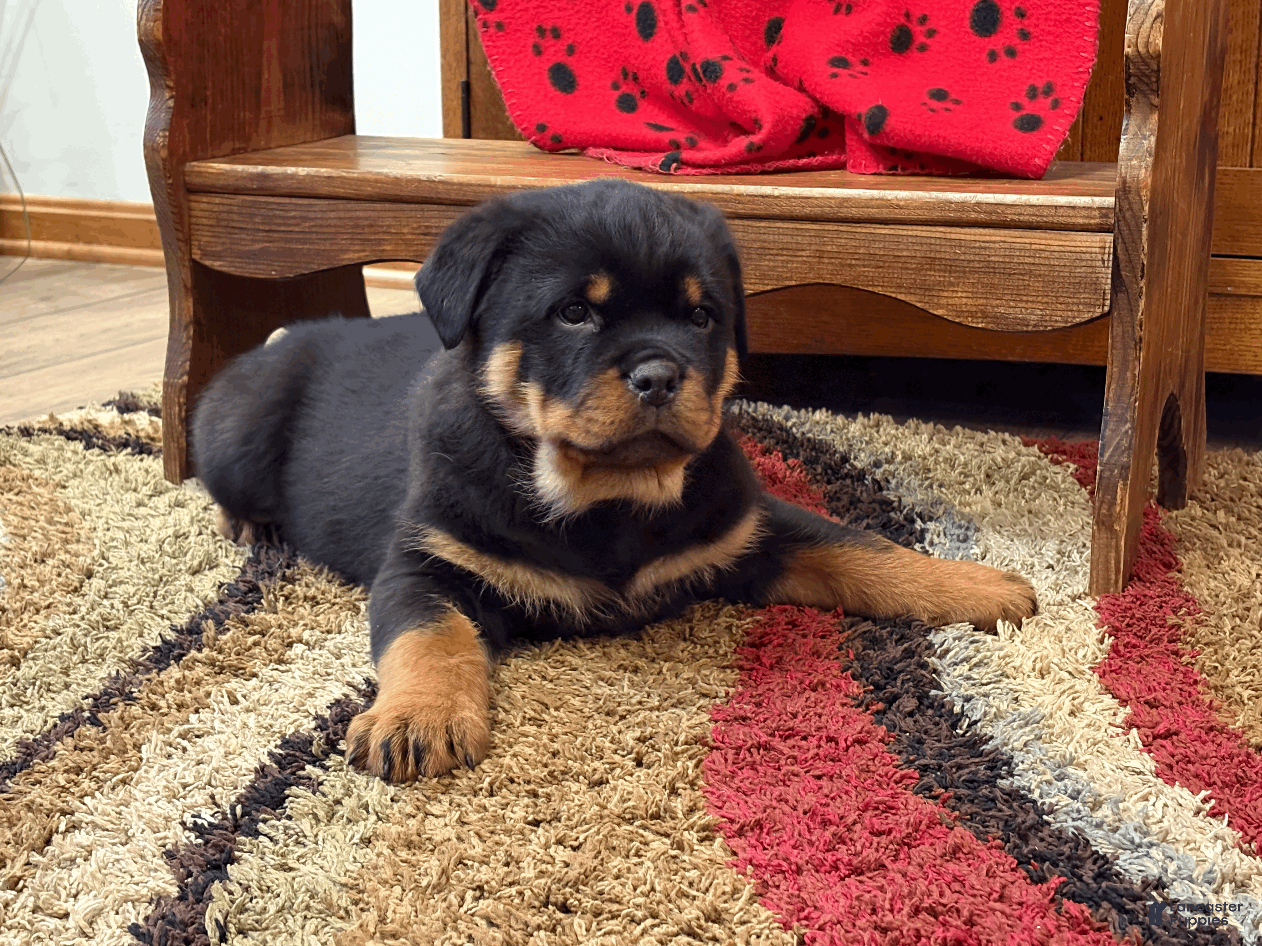 Rottweiler dogs Rollo - Ad 39