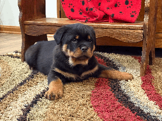 Rottweiler dogs Rollo - Ad 39