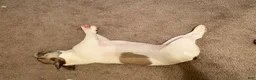 French Bulldog dogs for sale: French Bulldog Puppy 1 - Ad 11
