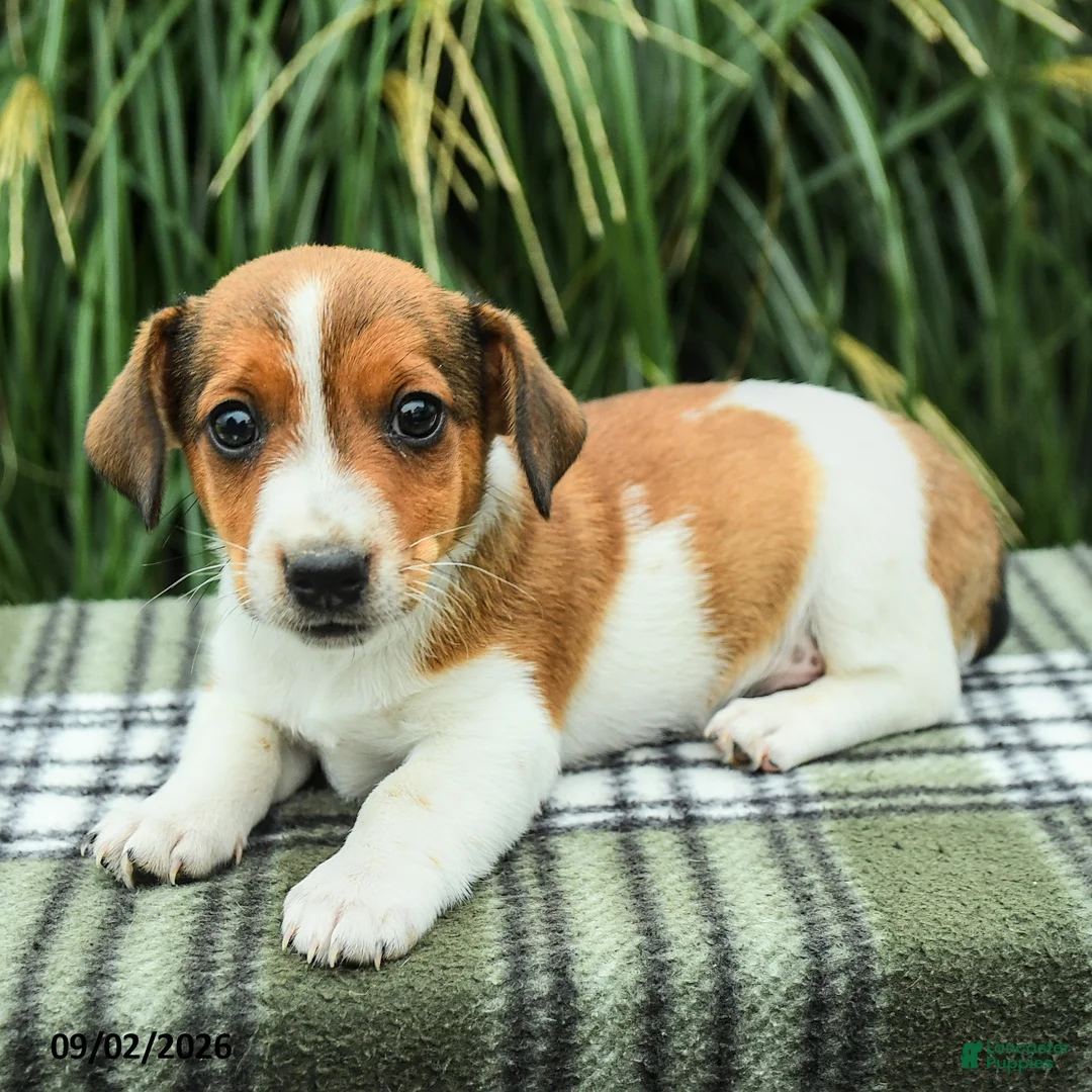 Jack Russell Terrier dogs for sale: Marlo - Ad 2