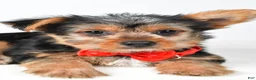 Yorkshire Terrier dogs for sale: Rizzo - Ad 3