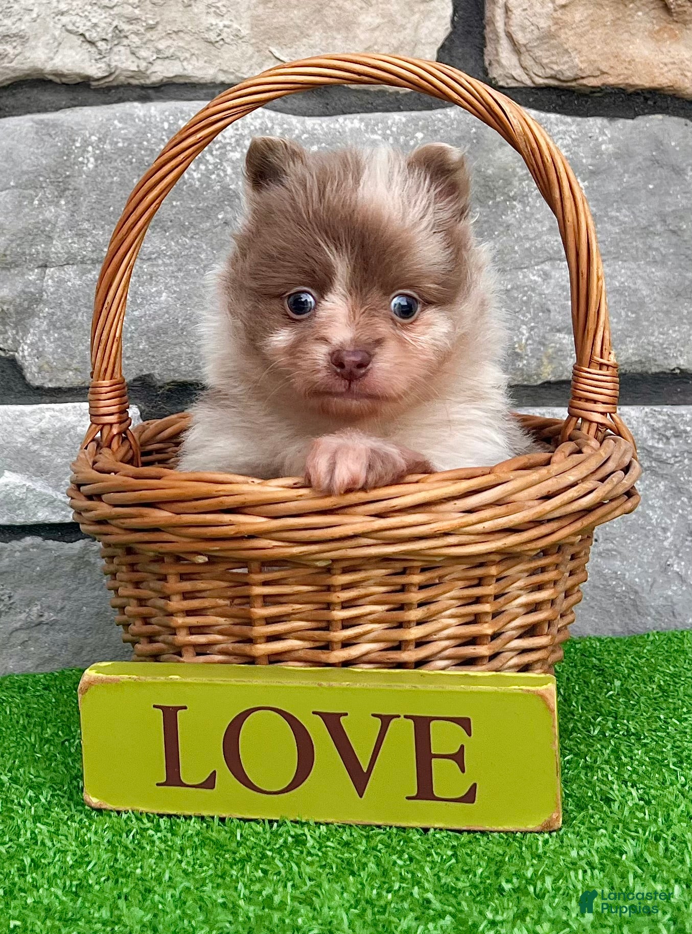 Pomeranian dogs Winston - Ad 2