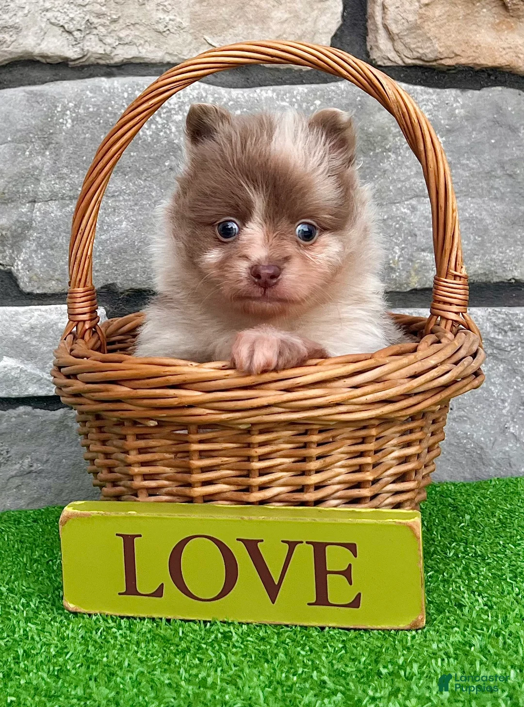 Pomeranian dogs for sale: Winston - Ad 2