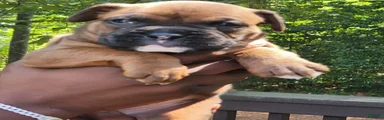 Boxer 4