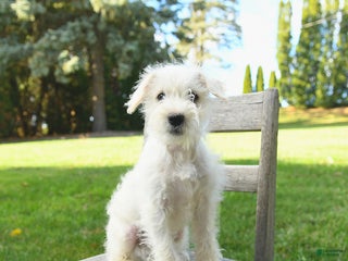 Schnoodle dogs - Ad 5