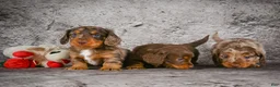 Miniature Dachshund dogs for sale: Callie - Ad 4