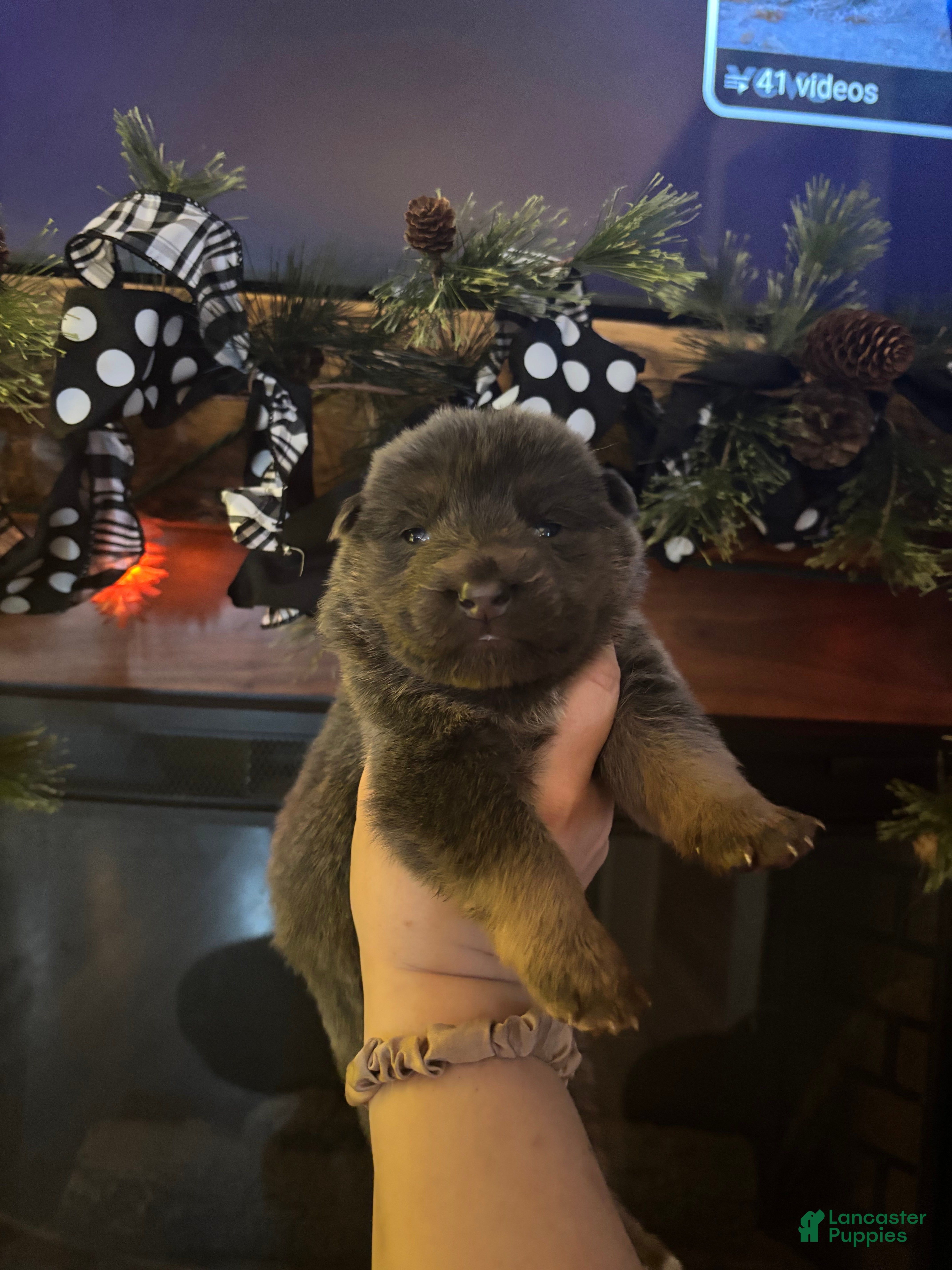 German Shepherd dogs German Shepherd Puppy 1 - Ad 3