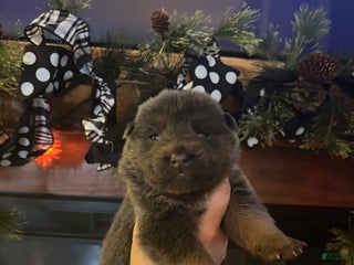 German Shepherd dogs German Shepherd Puppy 1 - Ad 7