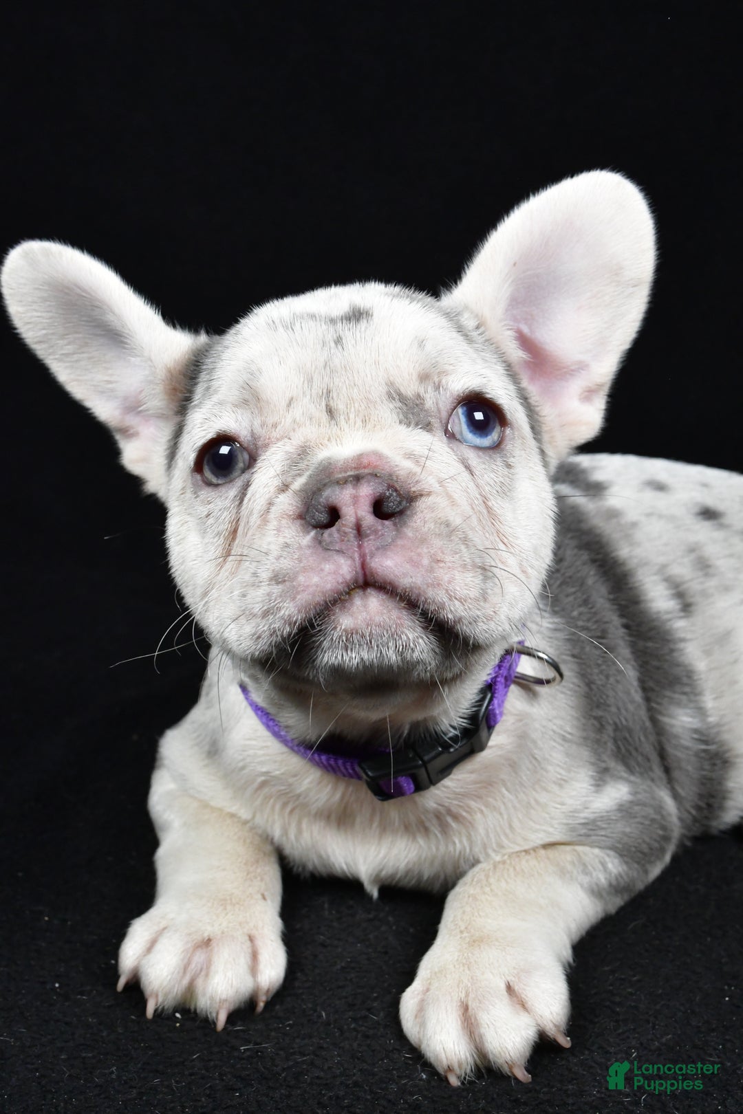 French Bulldog dogs for sale: Bonnie  - Ad 1