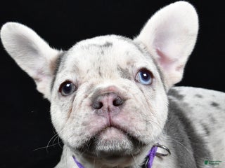 French Bulldog dogs Bonnie - Ad 12