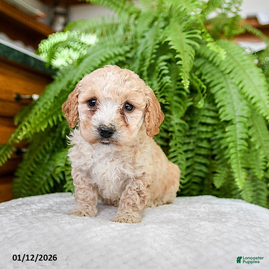 Bichpoo dogs Lilac - Ad 2