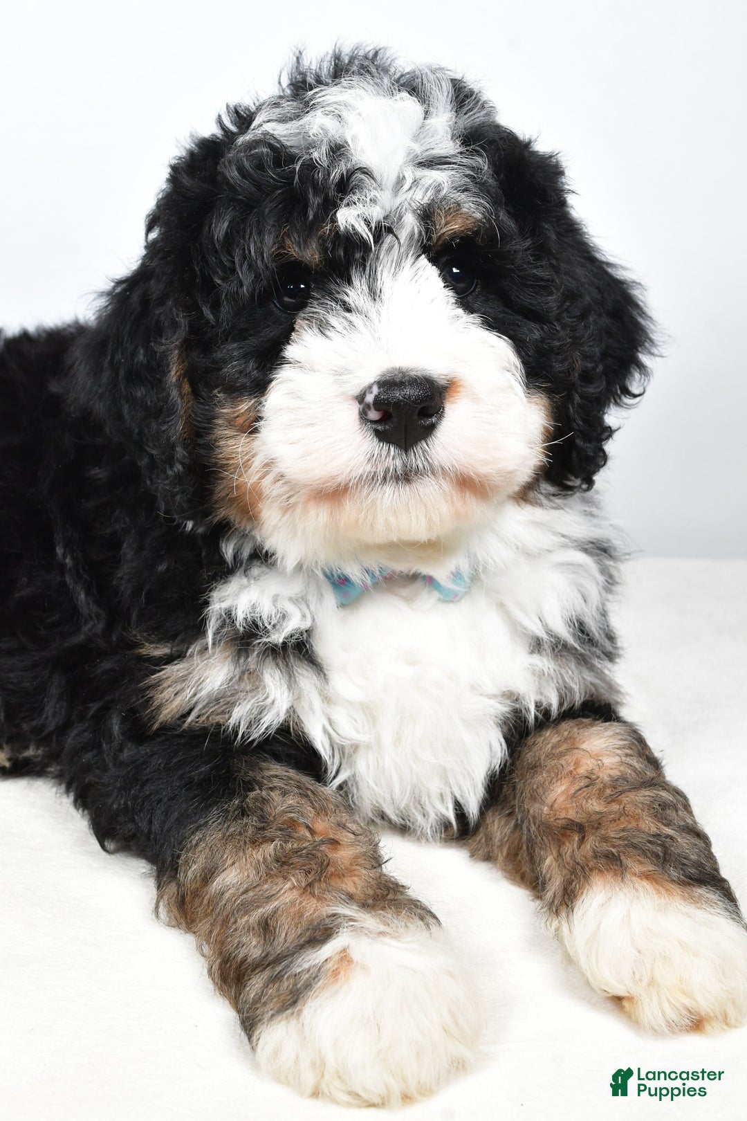 Mini Bernedoodle dogs for sale: Cooper - Ad 3