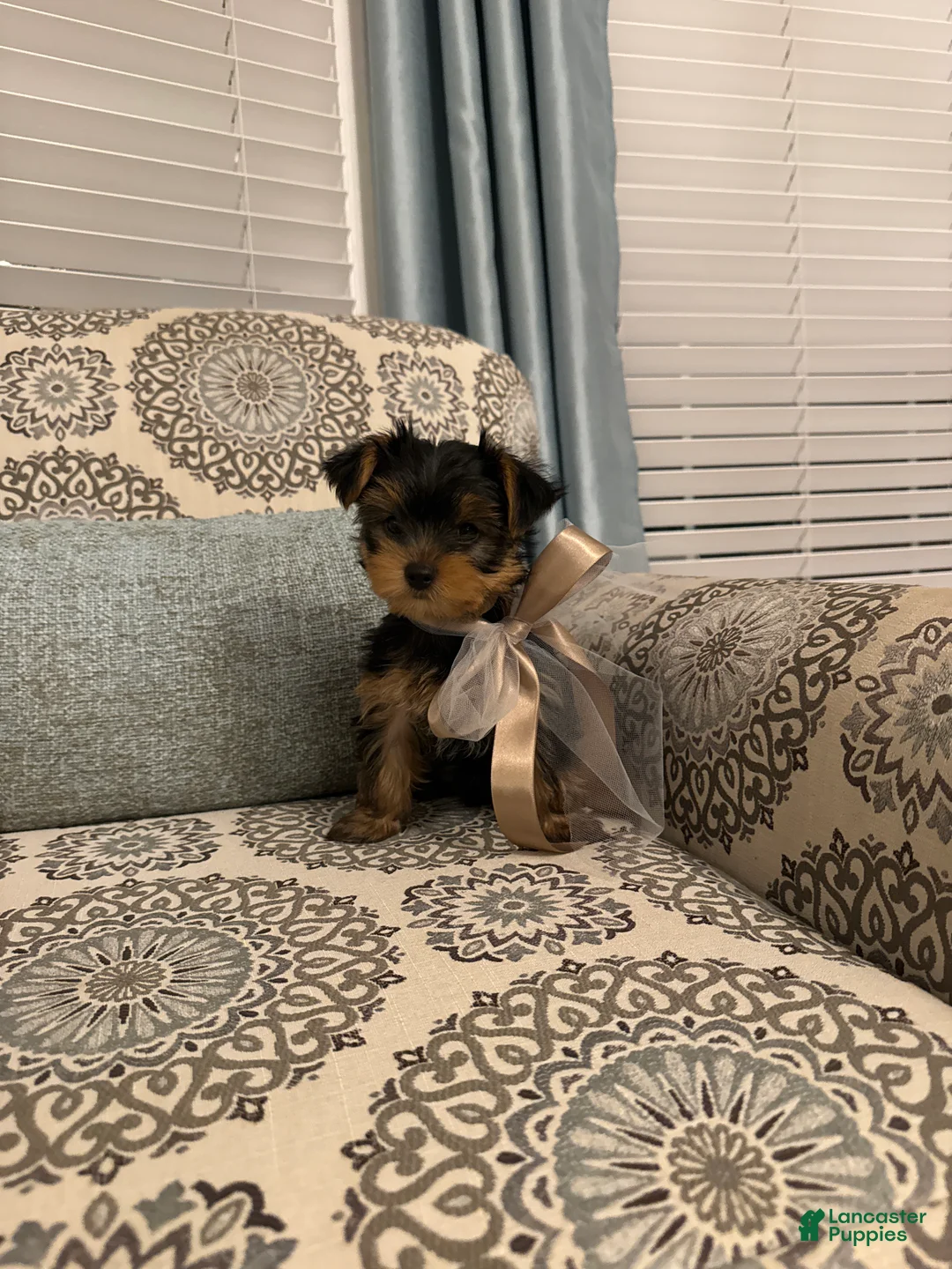 Yorkshire Terrier dogs for sale: Louis - Ad 1